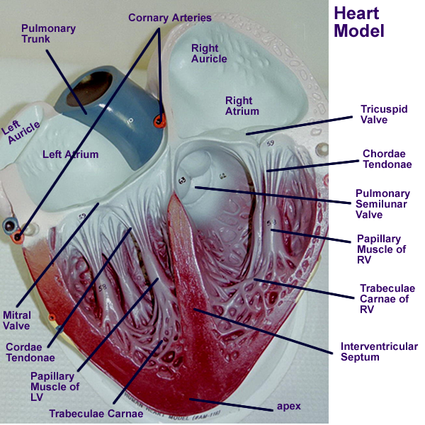 Heart : Gross Anatomy